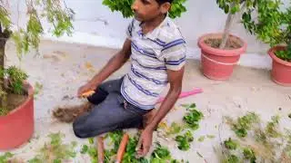 Thuja (मोरपंखी) Plant Care🌲#thuja #morpankhi #garden #nature #greenplants #shortvideo #shorts