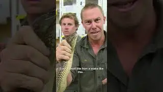 This Deadly King Brown Has Enough Venom To Kill a Person 3 times over! 🐍 #kingbrown #snakes #shorts