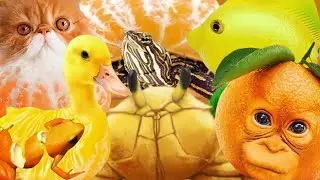 top 7 citrus animals