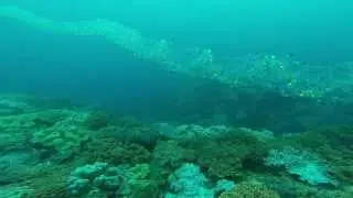 Salp Chain