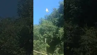 great egret perched on the bamboo structure #silver #heron #capture #flying #greategret
