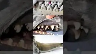 Why Do Crabeater Seals Have Weird Teeth? |Nature&rsquo;s Most Bizarre Filter-Feeding Adaptation #SealTeeth
