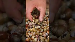 Вкусные закуски от инвазивных улиток🤔