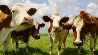 Funny Cow Dance Video | Cow Dance in Nepali Song | Cow Cartoon | Rapid Kids TV
