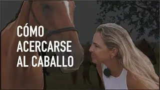 Cómo acercarse al caballo