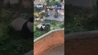 😅Panda attacks zookeeper after she slams cage&rsquo;s door on its paws