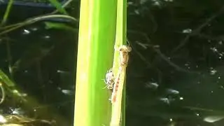 Large Red Damselfly emerging