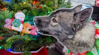 My Huskies Picked Our Christmas Tree 🎄 2022