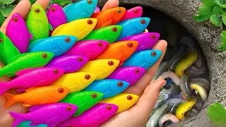 Catch Stunning Freshwater Aquarium Fish in Small Pond, Koi Fish, Carp, Tiger Guppies, Eels, Turtles