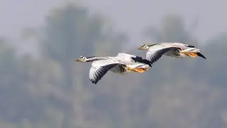 Bar-Headed Geese (Anser indicus) in action at Hadinaru Lake