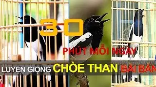 [30 PHÚT MỖI NGÀY] ÉP GIỌNG cho chích chòe BÀI BẢN │Luyện giọng chích chòe bài bản