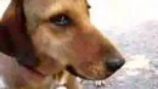 Stray Dog in Athens Greece