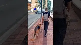 German Shepard Leash Walking Transformation #dogtraining  #marbella #germanshepherd