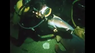 Woman Scuba Diver Swims with Nurse Sharks in Aquarium 1980s