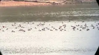 Redheads (Aythya americana) on Lake Hartwell, SC 21 Feb 2018 v2