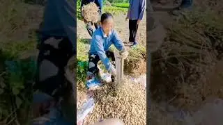cool way to thresh the harvested peanuts #shorts