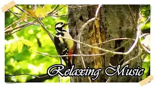 Relaxing Music: Sleep Music, Relaxing Music Sleep, Bird Sounds, Meditation Music #98