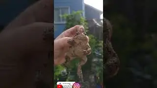 our garden toad wanted to say hi today 👋 🐸 👋