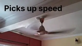 Usha Bloom Daffodil Fan overview 
