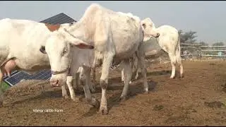 Gulabi Cholistani Cow , Pure Cholistani Ablak Breeding Step