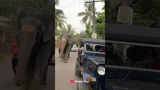 Kaveri's little fan🥰🥰 I Kaveri Elephant Malappuram #aana #kaveri #shorts