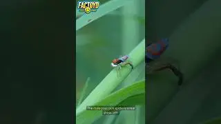 Spiders That Dance! 🕷️💃 #fun #facts