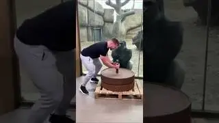 Gorilla Starts Laughing 😂🐒
