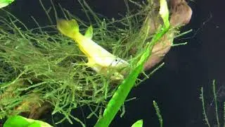Golden wonder panchax mating behavior