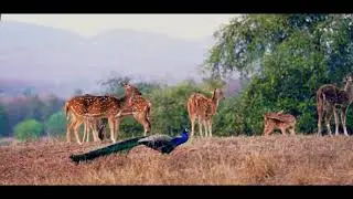 Biodiversity