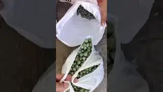 Travelers palm seeds&hellip;. #plant #greenlandscape #garden #gardening #pinetrees #palmistry #palmtrees