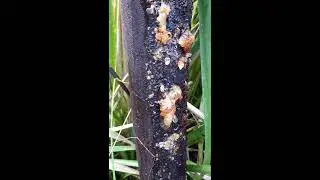 golden wattle tree oosing sap