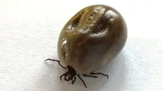 Ixodes ricinus tick - well fed & full of blood