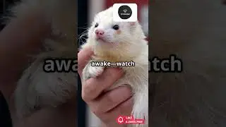 Ferrets Are Smarter Than You Think! Fun Ferret #viralvideo #funny