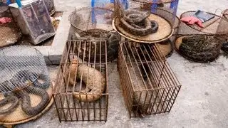Science Bulletins: Wildlife Trade Presents Health Risks