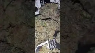 CREME SAVERZ EXOTIC STRAIN⛽ *JOKES UP!*
