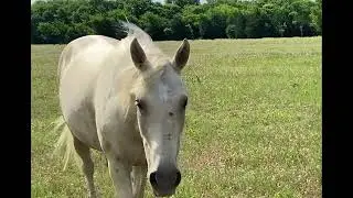 Understanding Your Horse pt 3  The Horse's Vision