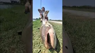 INSANE 70KG Mekong MONSTER Catch! You WON'T BELIEVE It! #shorts
