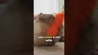 Cat Jokes  #cats #catjokes #catshorts