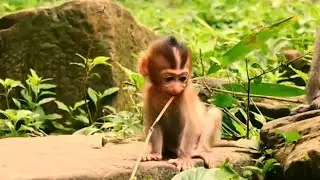 Oh, No....no...no Rainbow don't eating stick like that!....It is very dangerous for tiny BB Rainbow.
