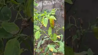 Pepper 🫑 #growth #gardening #fruittrees #garden #fruitplants #farming #pepperspray #satisfying