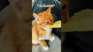 This little kitten was so pitiful🐈❤️- Animals