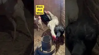Black And White Shamo #shortvideo #youtubeshorts #shamo #aseel #petsvlog #shamoaseel