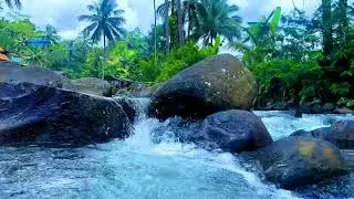 Peaceful Forest River and Birds for Relaxation and Sleep 🌲💧🐦
