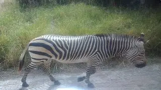 Kilimanjaro Safaris - Disney's Animal Kingdom (4K HD POV) - December 2025