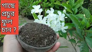 টগর ফুল গাছে প্রচুর ফুল চাইলে এক মুঠো দিন এটা।