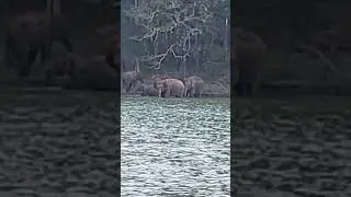 elephant herd  bathing in bhadra  tiger reserve