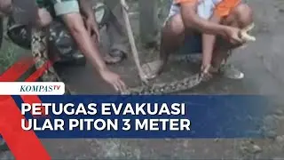 Mangsa Ternak Warga, Petugas Evakuasi Ular Piton 3 Meter di Jember