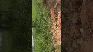 Repreza