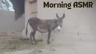 Donkey and Goat Farm Sounds | Beautiful Morning ASMR for Deep Sleep & Meditation