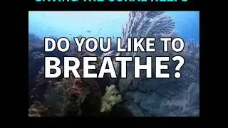 Dr. Dave Vaughan - Coral Restoration